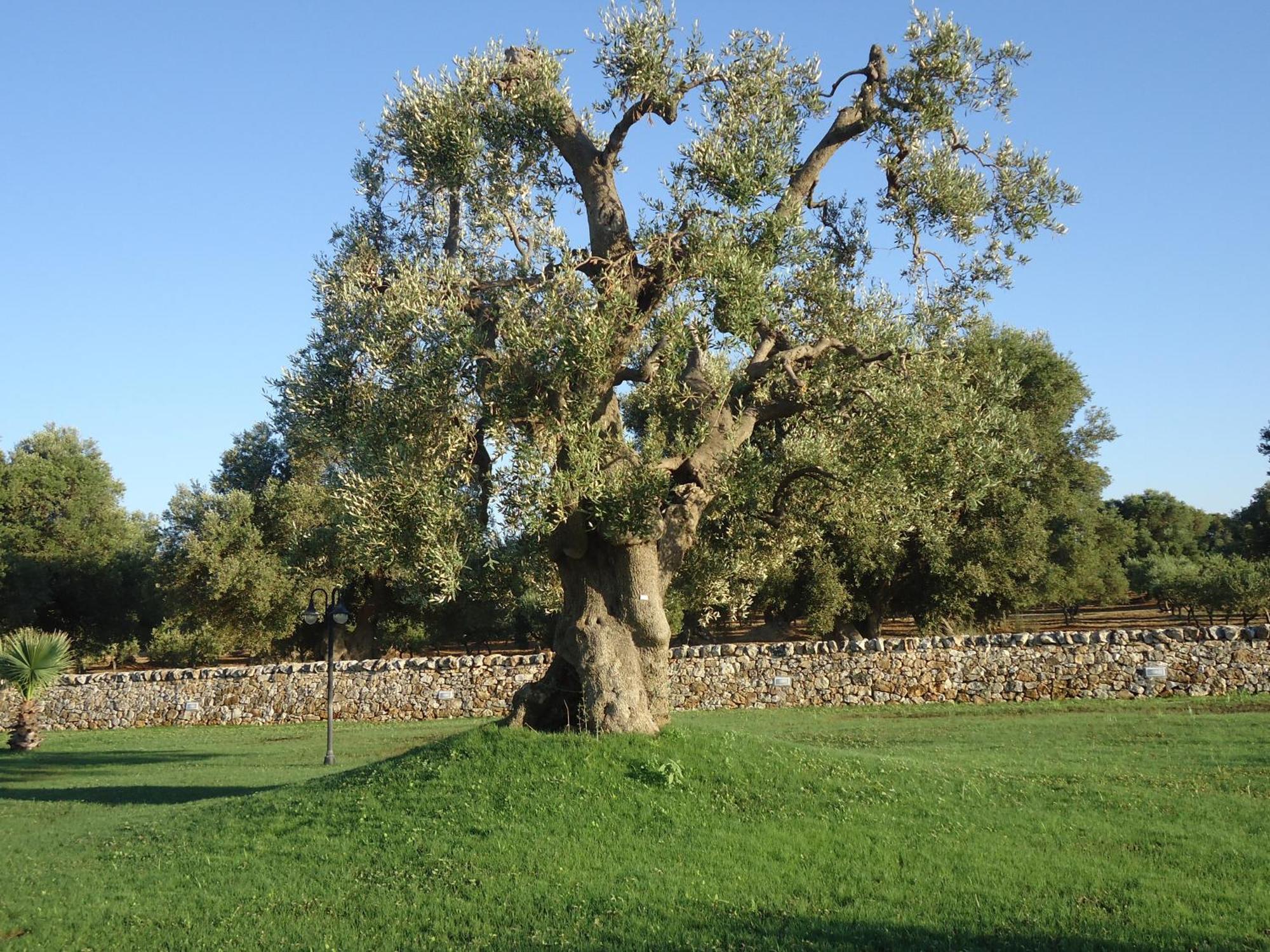 Masseria Valente オストゥーニ エクステリア 写真